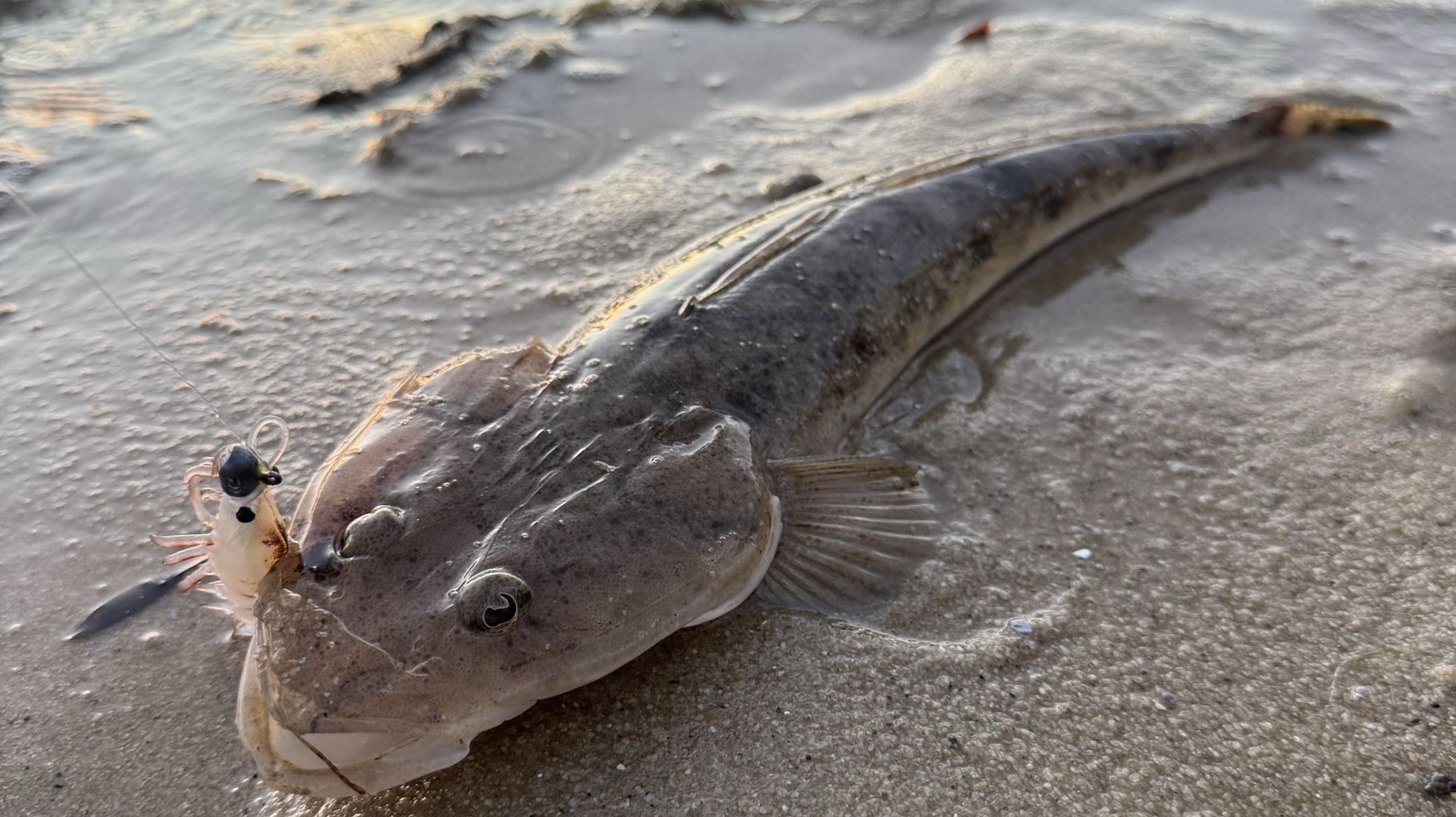 Bar-tailed flathead caught on a soft plastic prawn lure on the Swan River — The Ultimate Guide to Flathead Fishing in Perth
