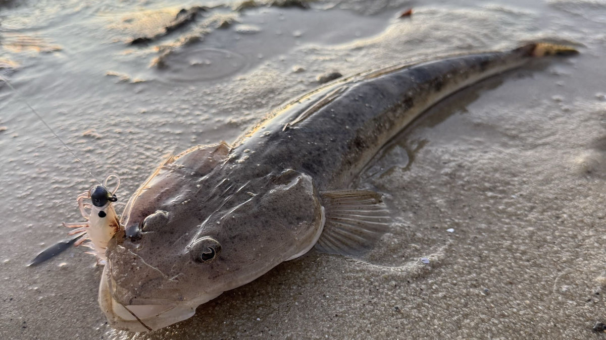 Bar-tailed flathead caught on a soft plastic prawn lure