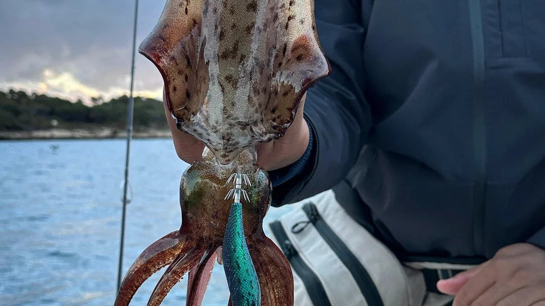 Angler holding up a southern calamari caught on a squid jig from a boat off Perth