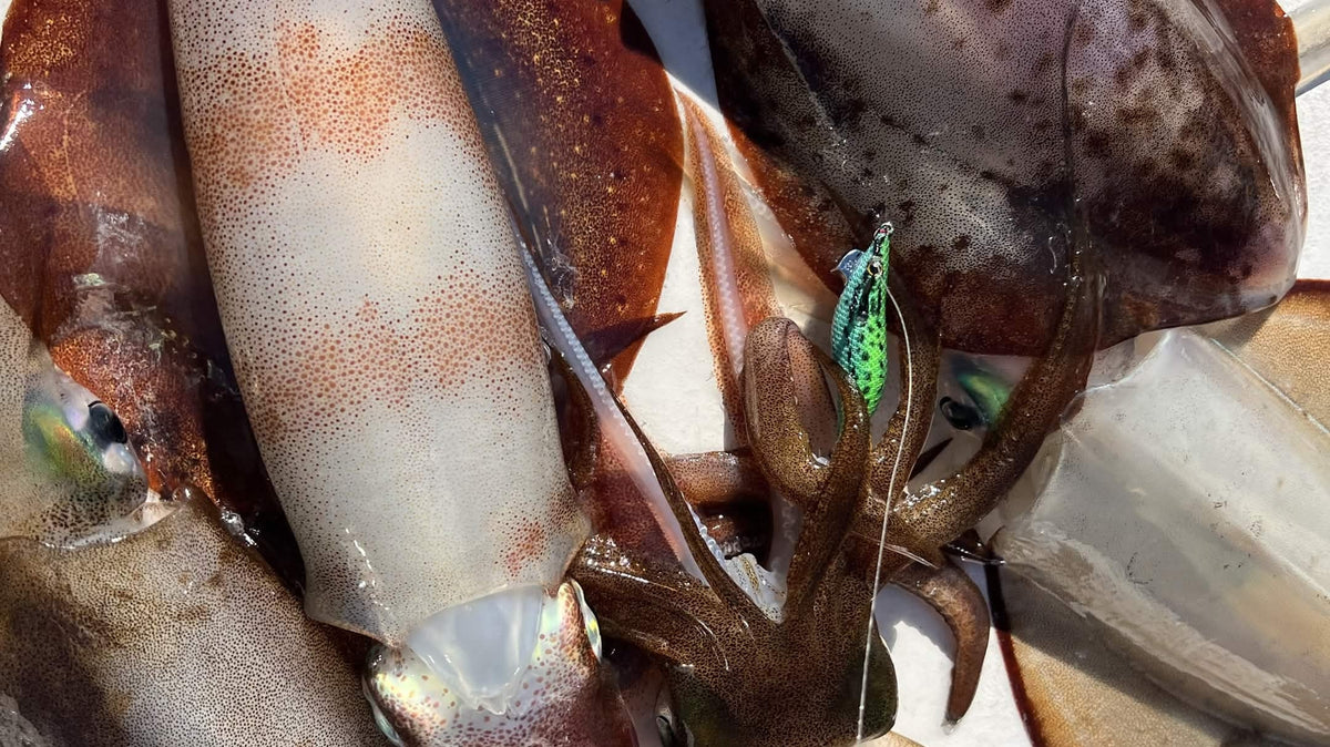 Southern calamari squid held up with a colourful squid jig still attached