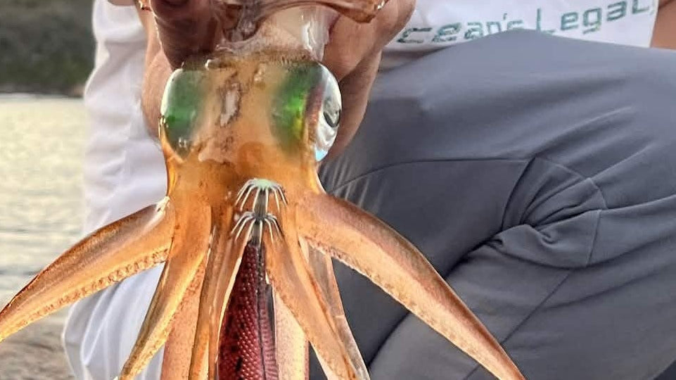 Southern calamari squid latching onto a squid jig at the water surface during a Perth eging session