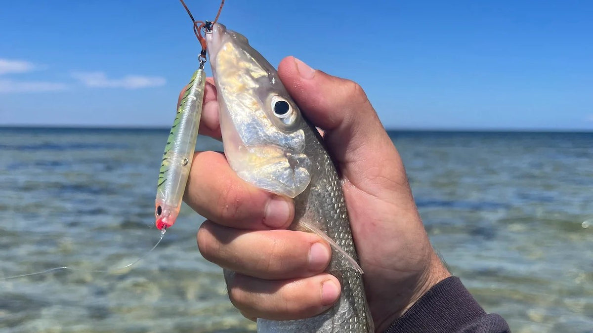 Whiting held up with a small stickbait lure in its mouth over clear shallow water