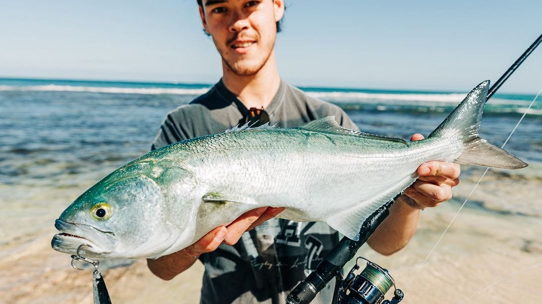 Quality tailor caught on a stickbait from the beach — Winter Fishing in Perth Guide