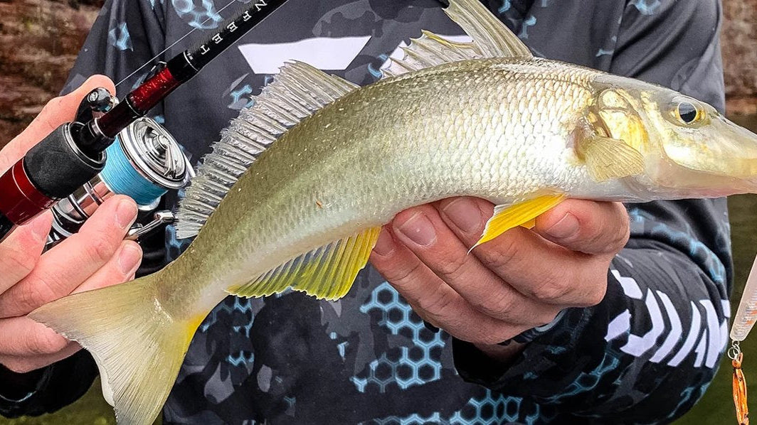 Angler holding a yellowfin whiting and a light spinning rod and reel, with a pink stickbait lure