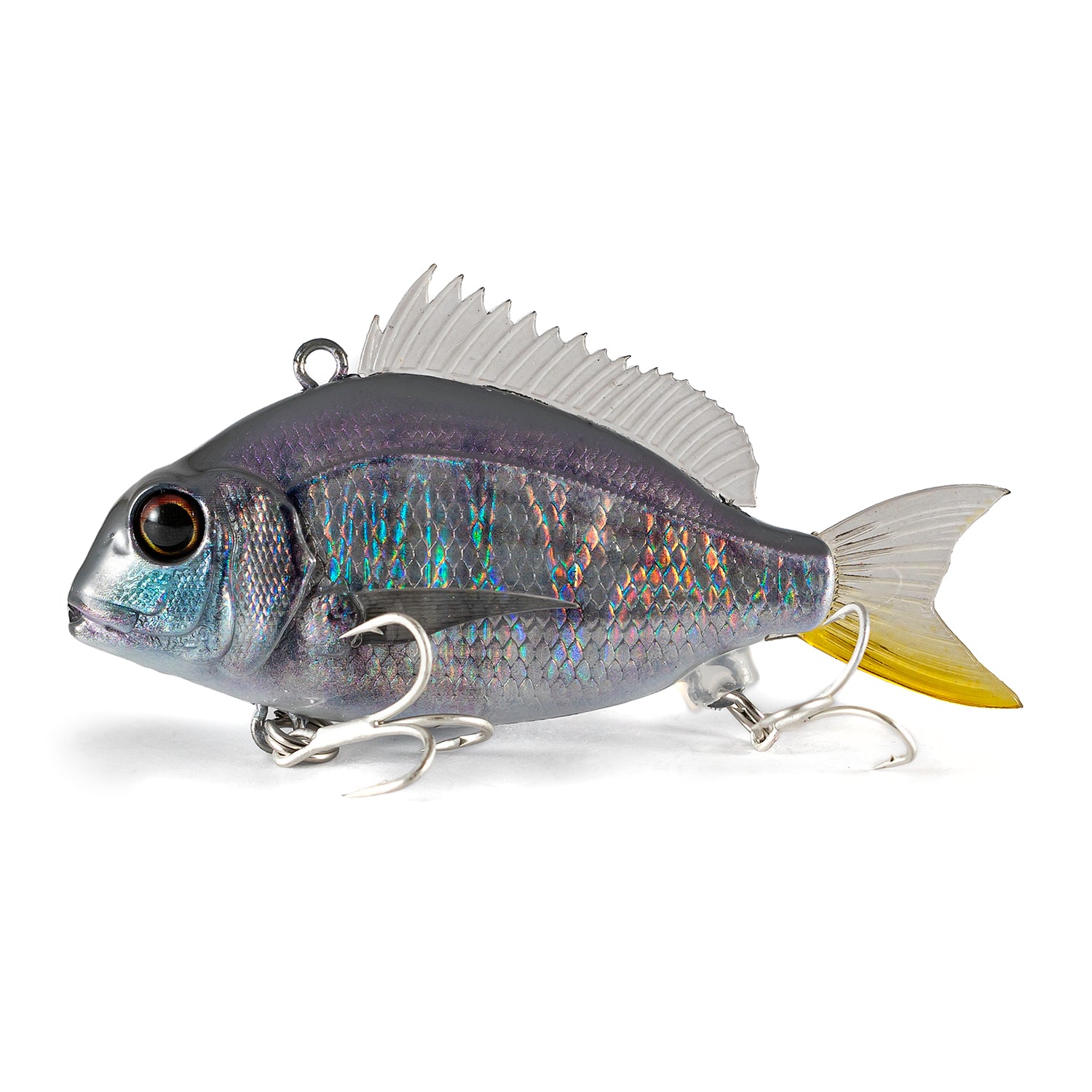Little Jack Charikom 50 04 Yellow Tail Snapper