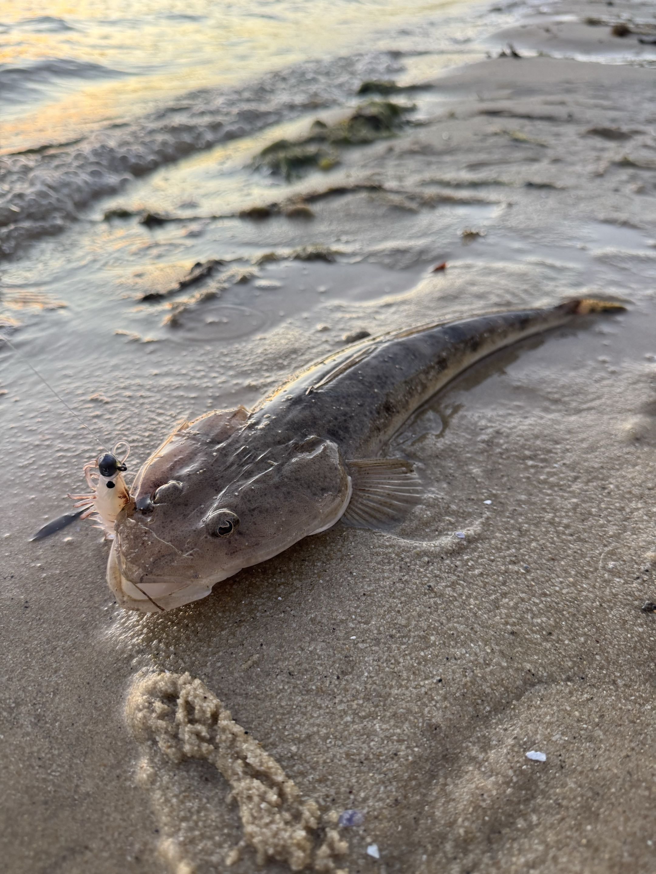 Bar-tailed flathead caught on a soft plastic prawn lure