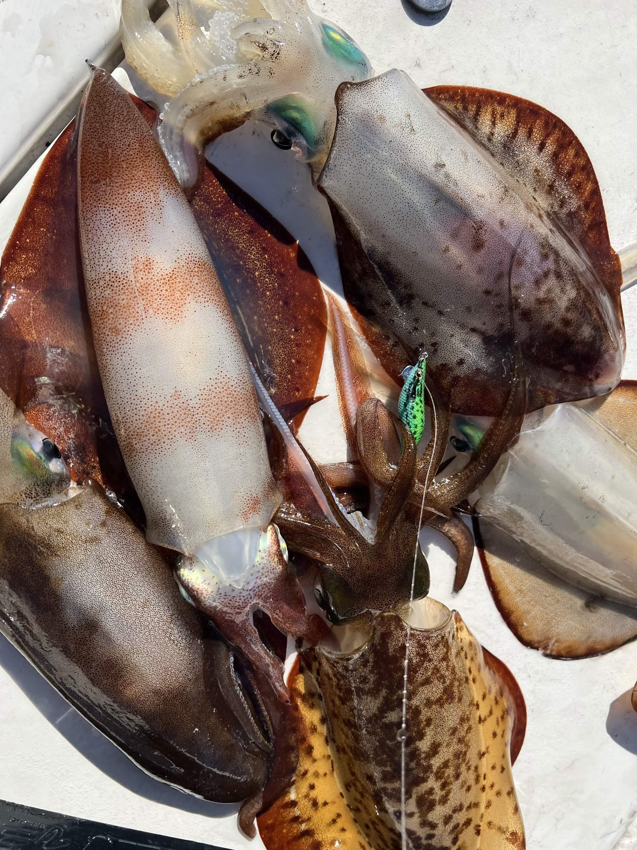 Southern calamari squid held up with a colourful squid jig still attached