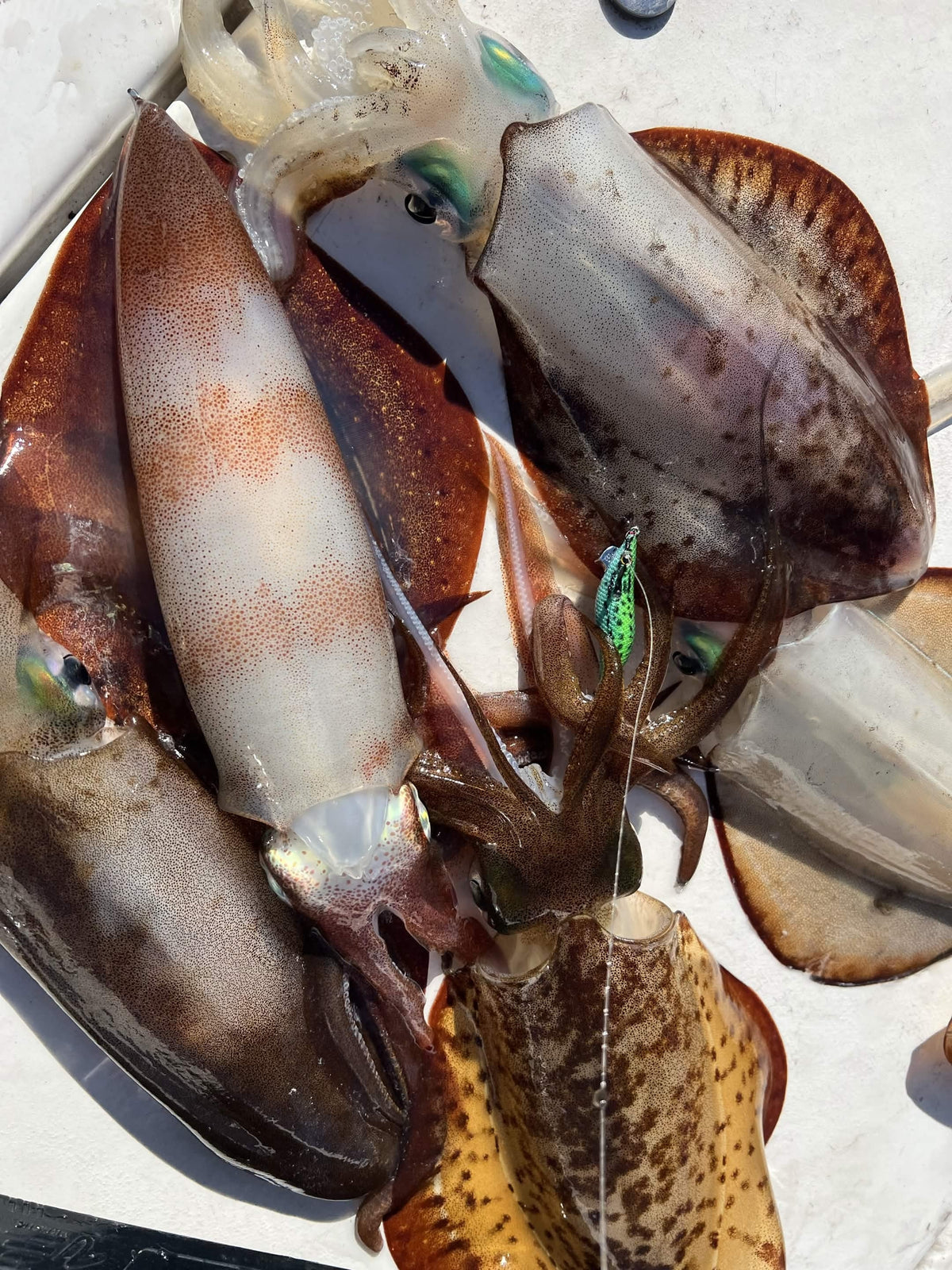 Southern calamari squid held up with a colourful squid jig still attached