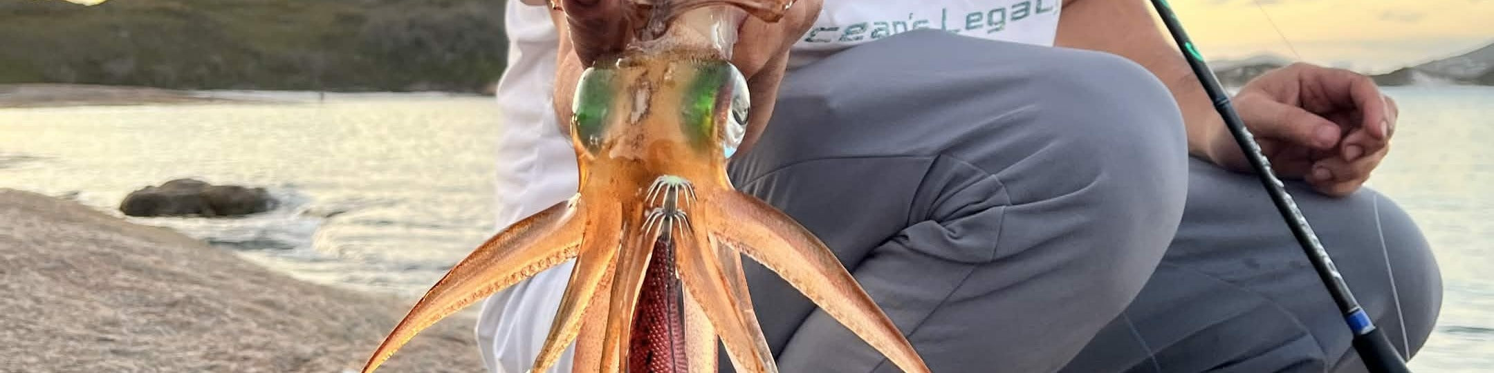 Southern calamari squid latching onto a squid jig at the water surface during a Perth eging session