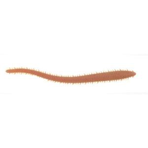 Berkley Gulp Sandworm 6 Inch Natural