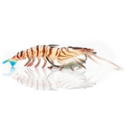 Chase Baits Flick Prawn 125 Tiger Prawn