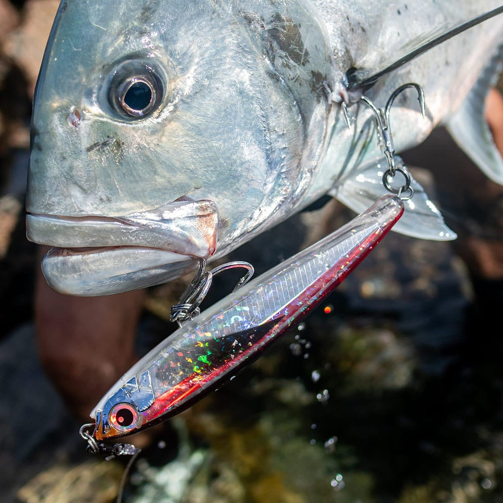 Malosi Studio Staple Series Chieftain 150F Cover