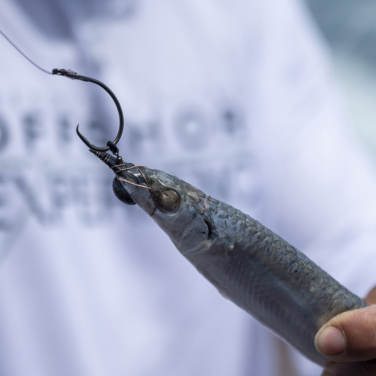 Ringer Swivels Rigged