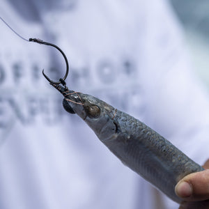 Ringer Swivels Rigged