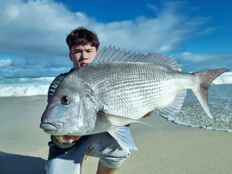 Pink snapper caught drone fishing from the beach