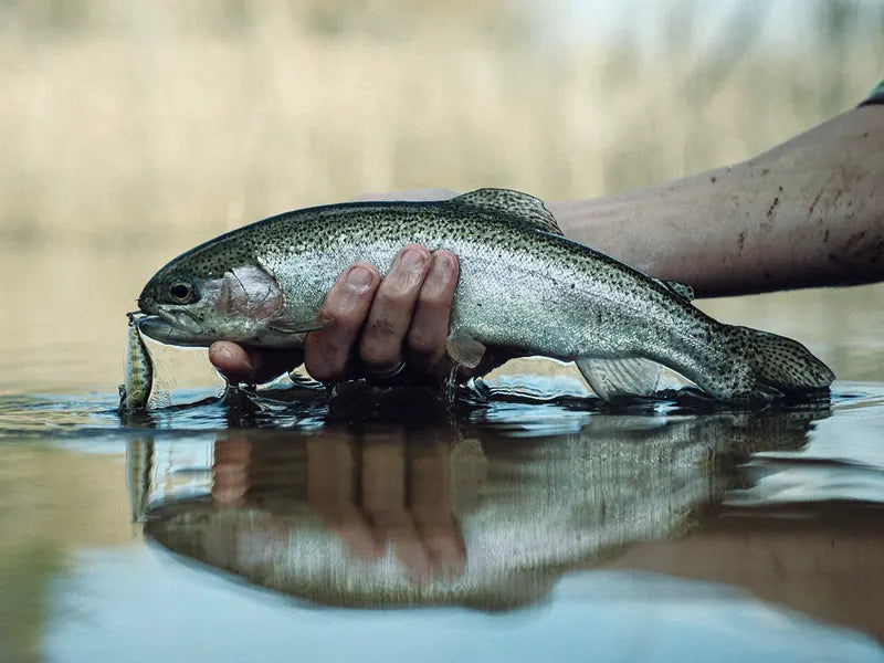 Trout caught fly fishing